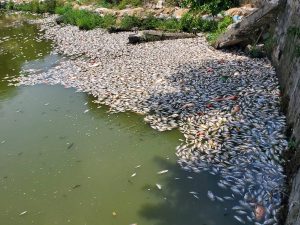 Fish dead along Bình Định shore 2024, oil spill environmental disaster, ecological crisis