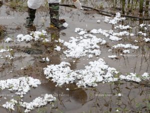 Oil absorbent cotton with nanotechnology