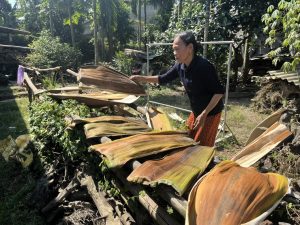 Farmers in Quang Ngai harvesting areca leaves