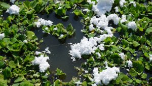 Xơ bông thấm dầu trong xử lý sự cố môi trường