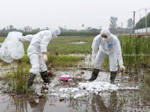 Xơ Bông Thấm Dầu Trong Nông Nghiệp & Đồng Ruộng