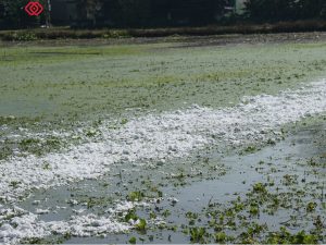 Oil absorbent cotton floats on water without sinking